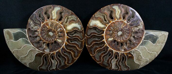 Beautiful Wide Split Ammonite Pair #5951